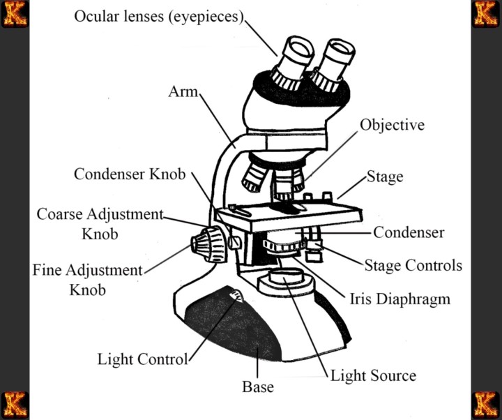 Microscope diagram With Labels and Functions
