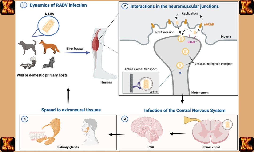 Neurotropic Mechanisms in Rabies Pathogenesis