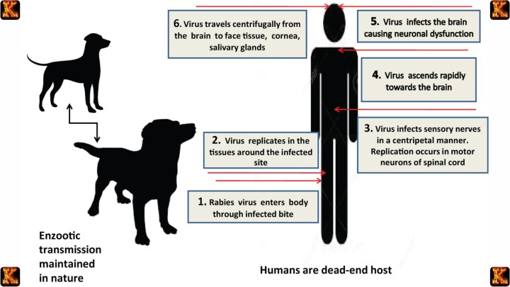 Neurotropic Mechanisms in Rabies Pathogenesis