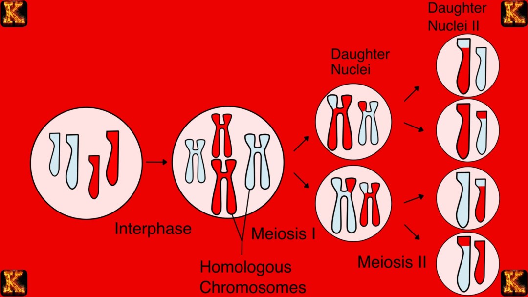DNA Transmits Genetic Information