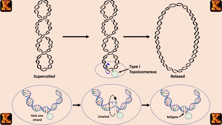 dna transmits genetic information